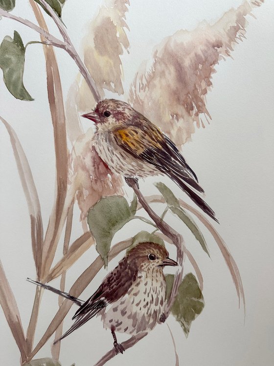 Pine Siskin birds in the Wild ( two artworks)