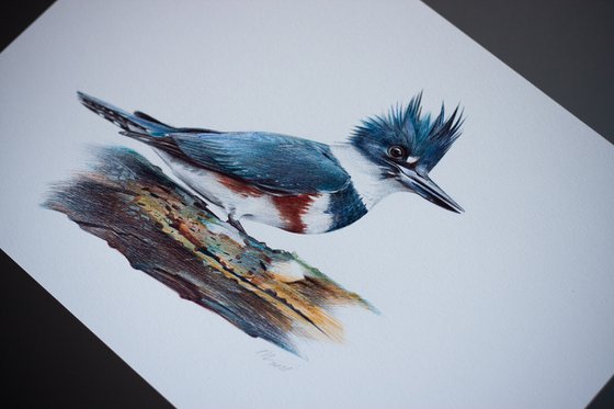 Belted Kingfisher