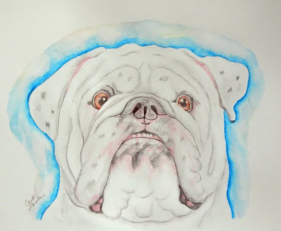 Pet Dog White English British Bulldog  Art Original Drawing-Carla Smale