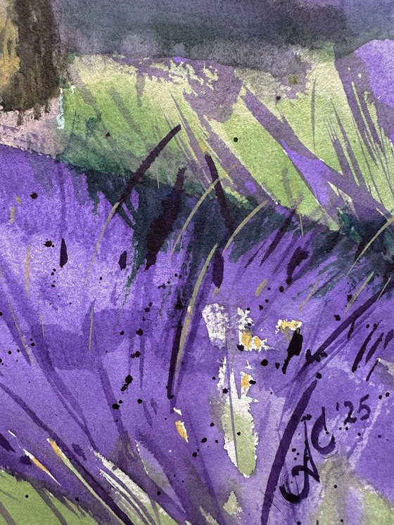 WC: Olive Trees in Provence