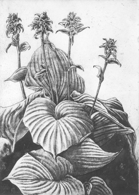 Hostas