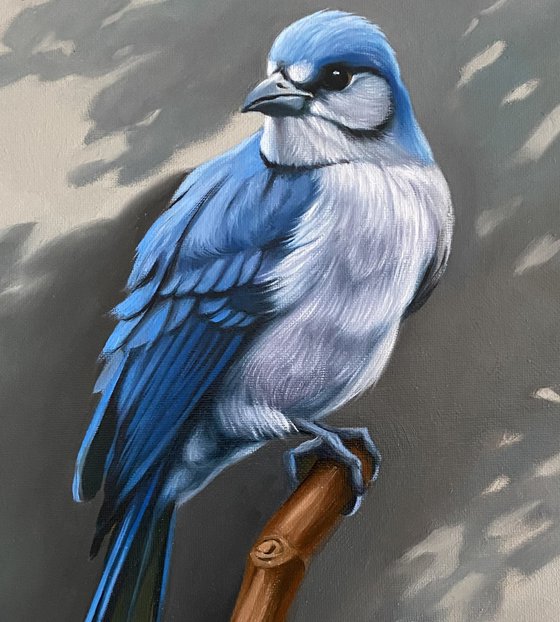 Blue Jay’s Vigil