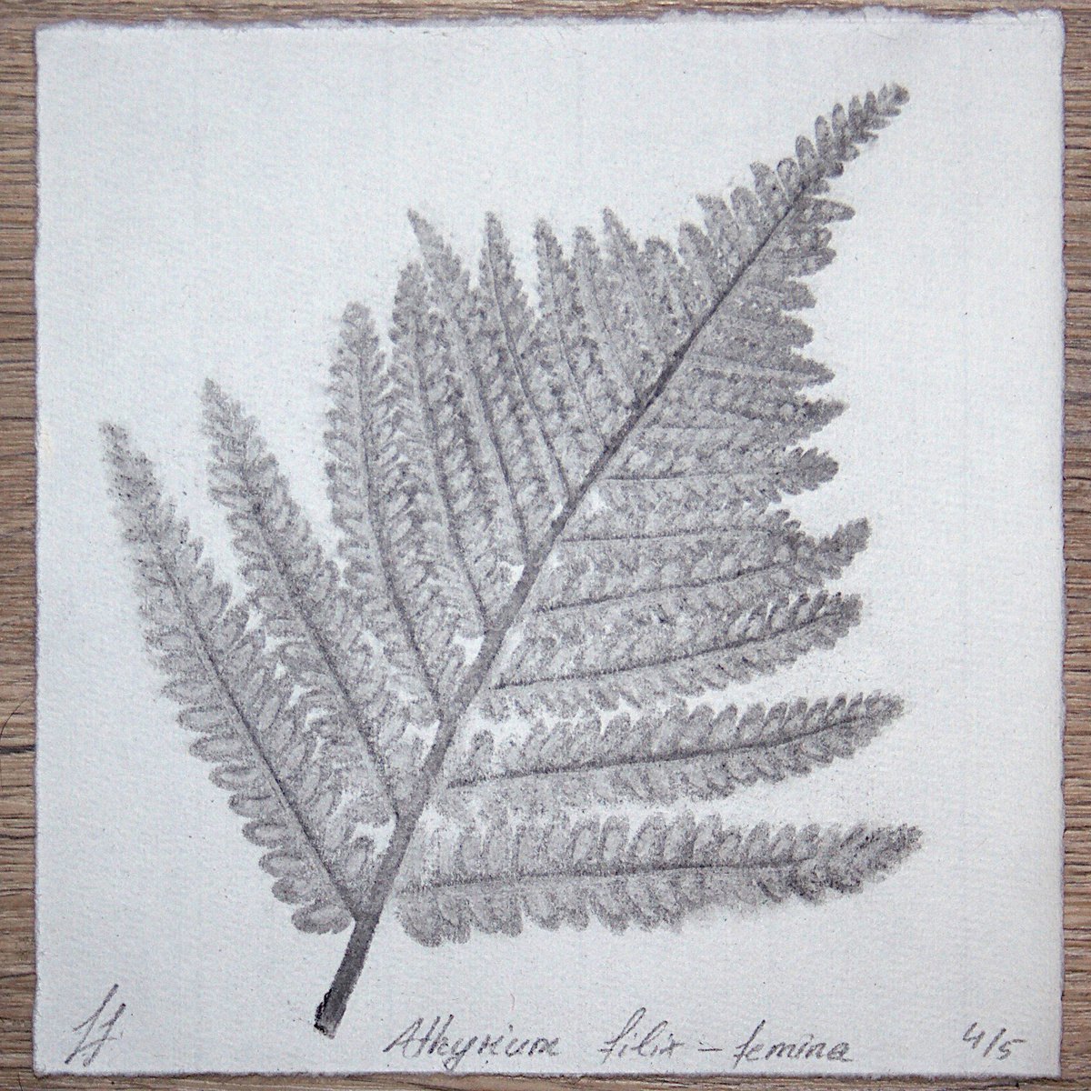 Athyrium filix-femina I (Lady fern) - Charcoal-print by Laura Stotefeld