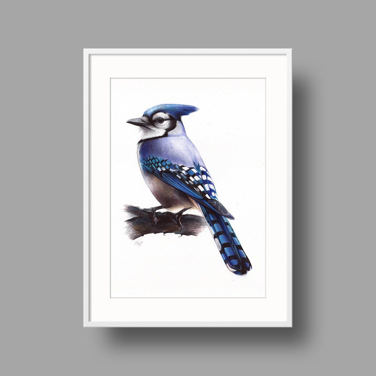 Discover All 4 Types of Blue Jay Birds (With Pictures) - AZ Animals