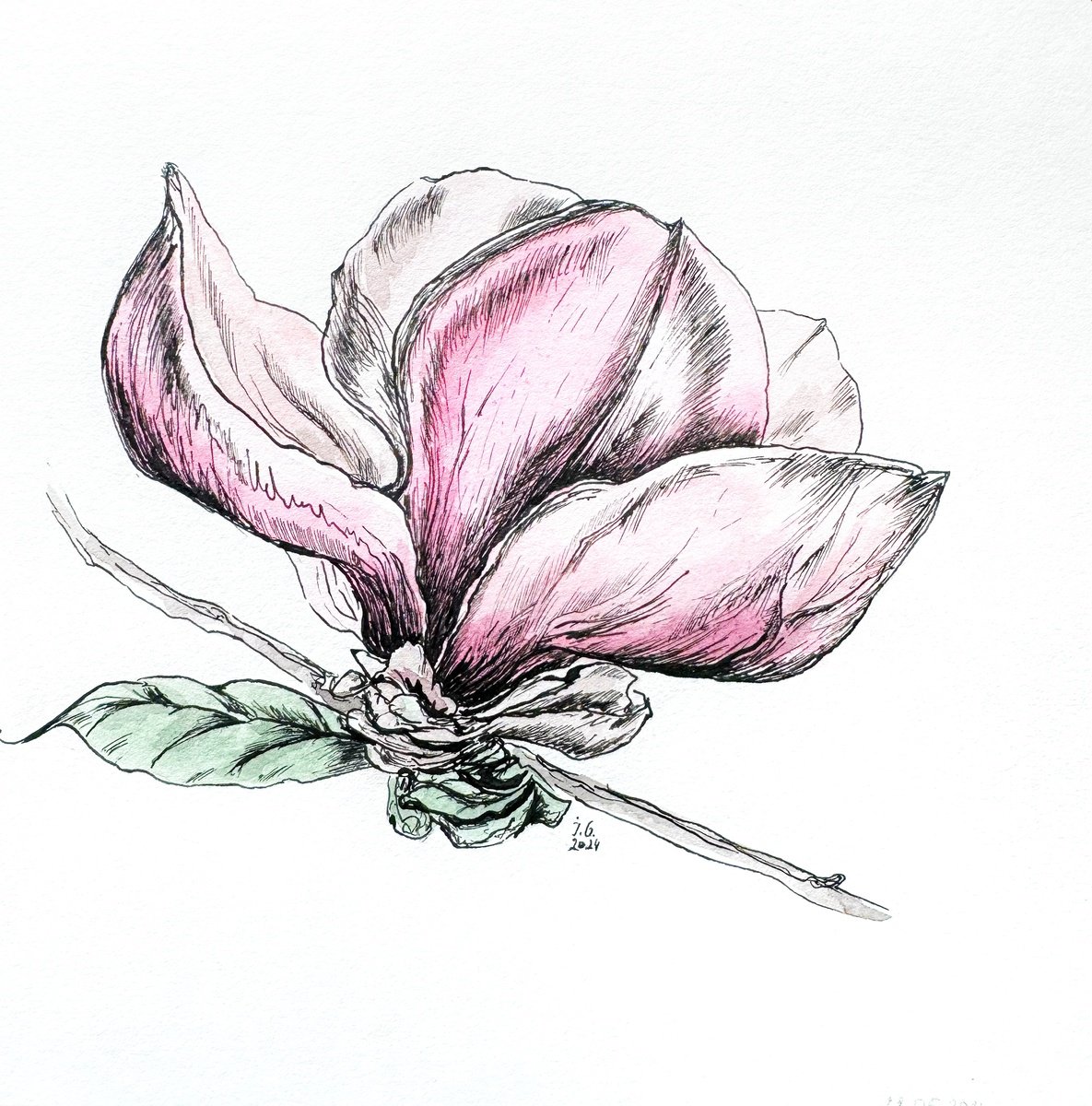 Illustrative Botanical Ink Drawing By Julia Gorislavska, 8 X 8", Magnolia #2, Original Artwork