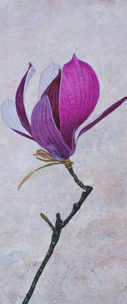 Magnolia Blossom by Dietrich Moravec