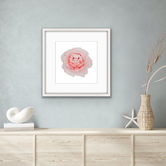 A rose of a delicate pink colour. Original watercolor artwork.