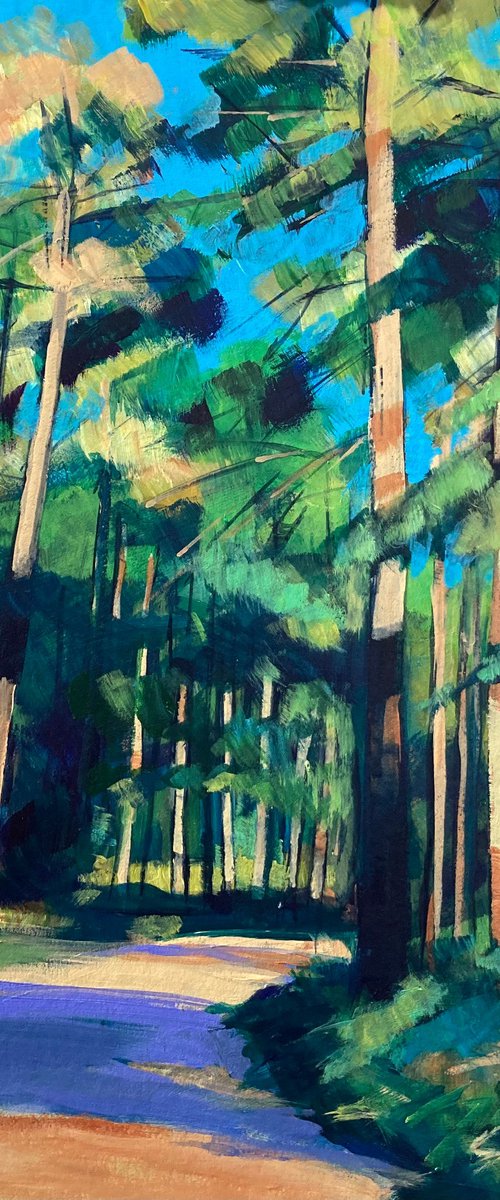 Pines near Church Crookham by Stuart Roper