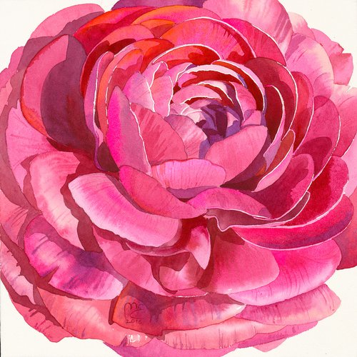 Bright pink Ranunculus flower by Eleanor Mill