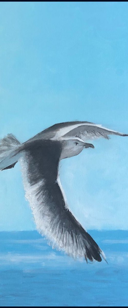 Bobby the seagull by Shabs  Beigh