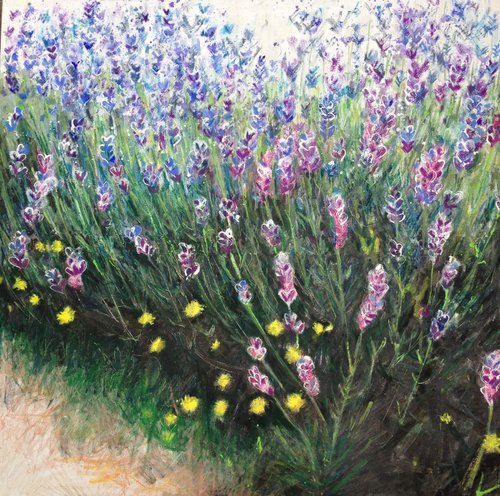 Lavender close up by Jo Sharpe