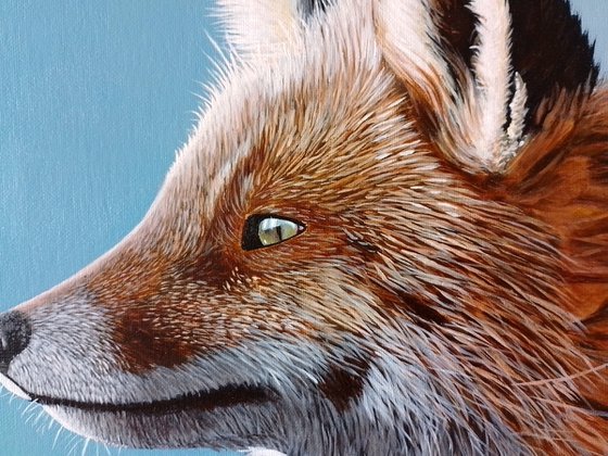 Fox in colour