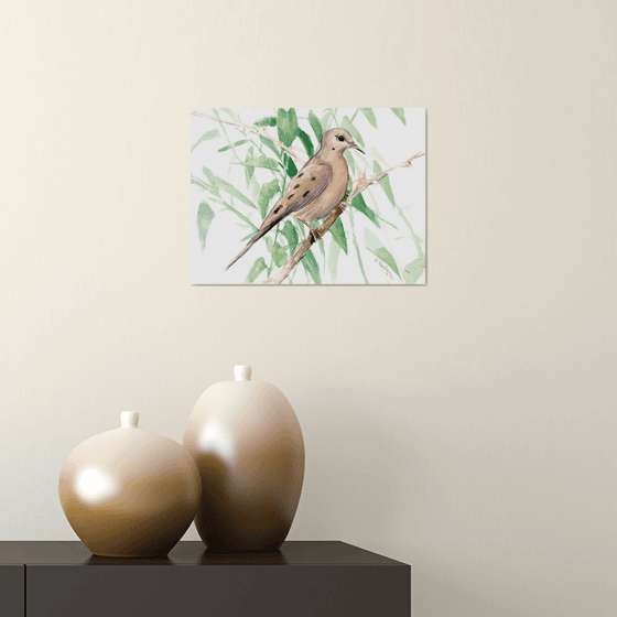 Mourning Dove