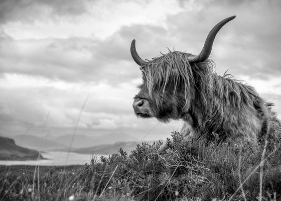 Highland Cattle - Elgol Isle of Skye