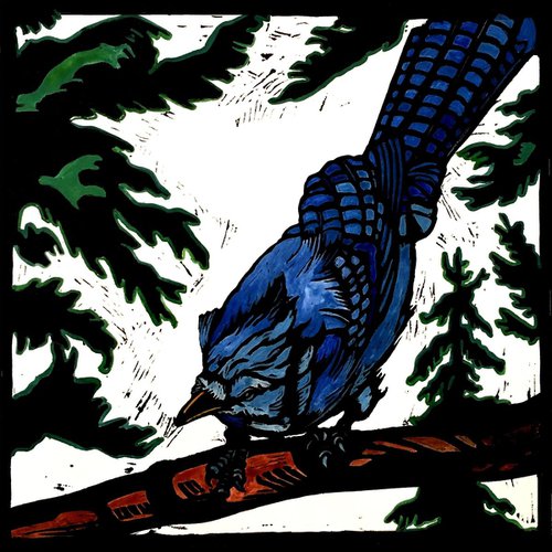 Mountain Blue Jay by Laurel Macdonald