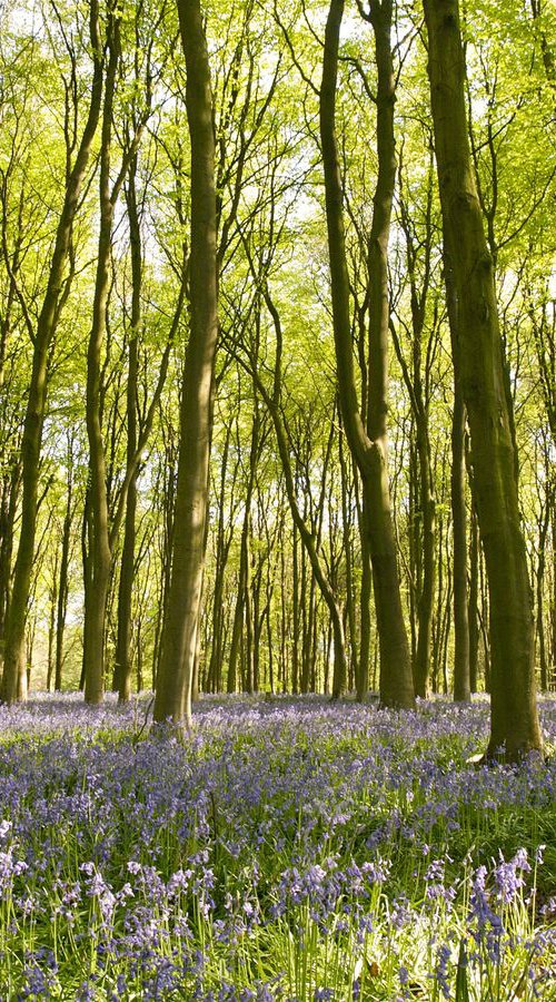 Bluebells of Micheldever Wood by Alex Cassels