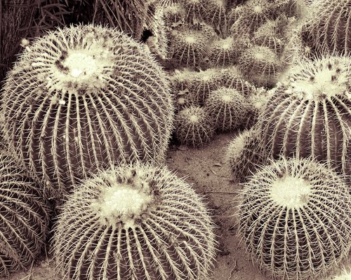 CACTI OF THE BEHOLDER Joshua Tree National Park CA by William Dey
