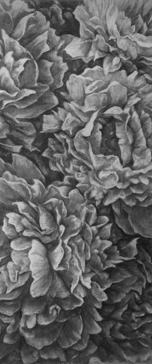Peonies. Graphite Flowers Series by Sergei Skachkov