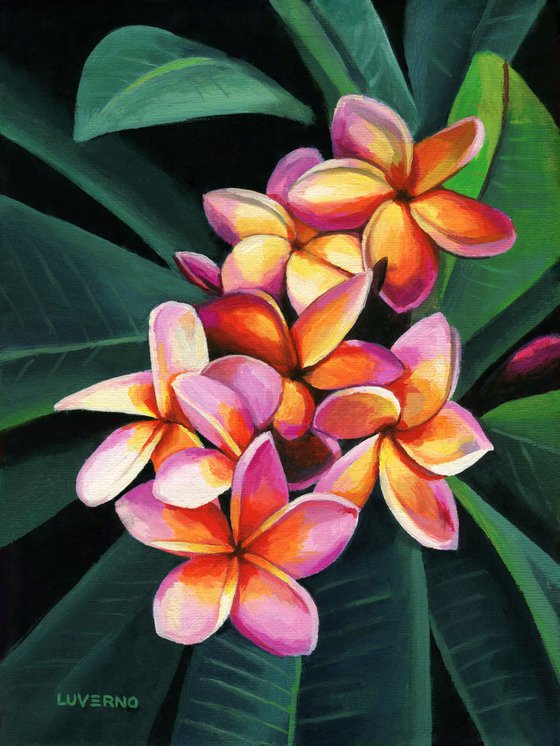 'Hawaii colors'