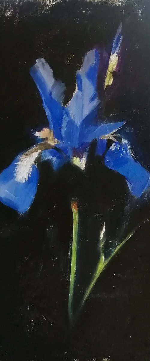 Night iris by Rosemary Burn