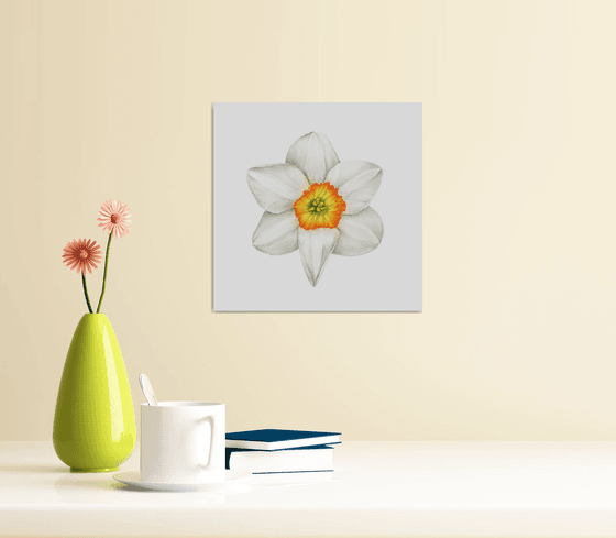 Narcissus Amor Daffodil, original watercolor