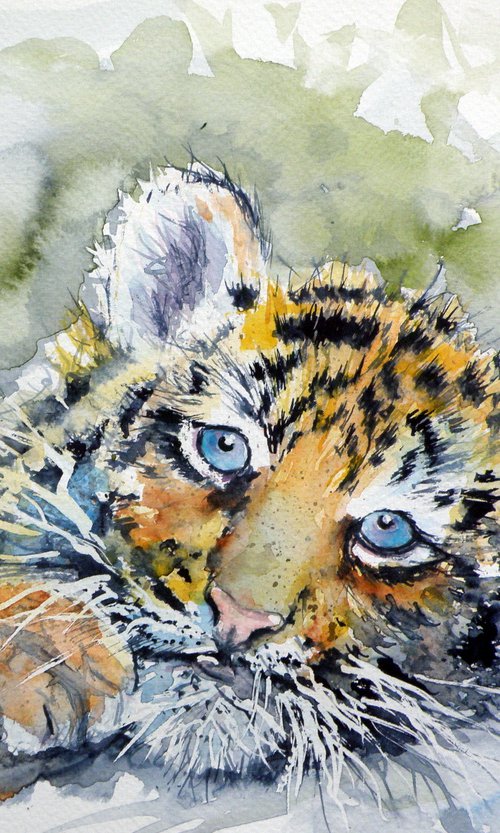 Cute tiger cub by Kovács Anna Brigitta