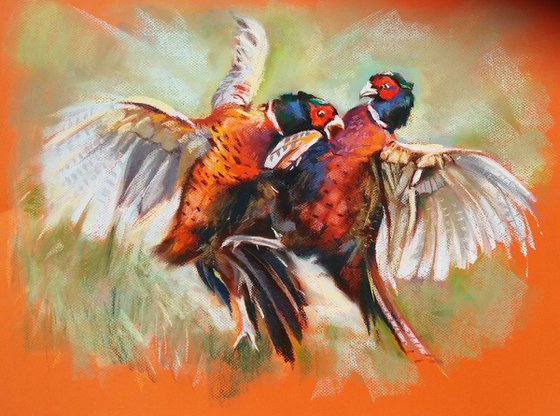 Fighting pheasants