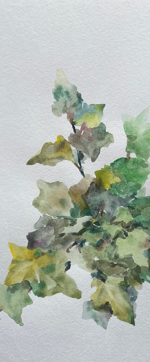 Garden ivy. Original watercolour painting. 2020 by Elena Klyan