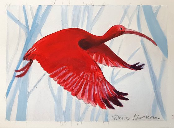 Scarlet Ibis flying