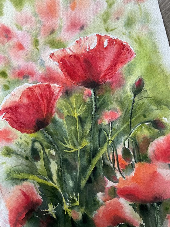 Poppies, flowers, watercolour
