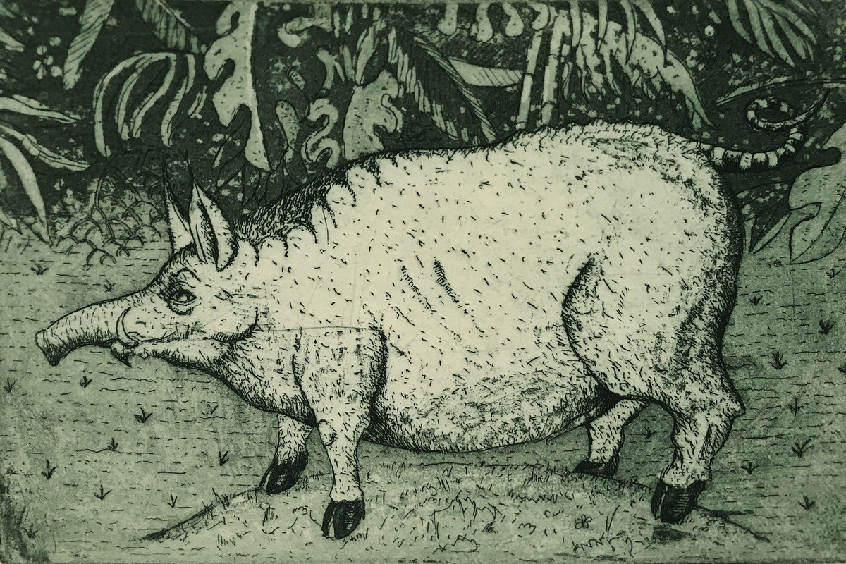 Lessor Snouted Swamp Hog by Graham Cooke