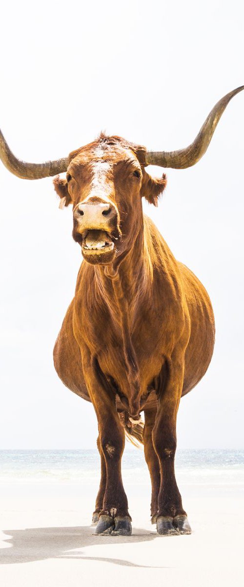 BEACH COWS 2. by Andrew Lever