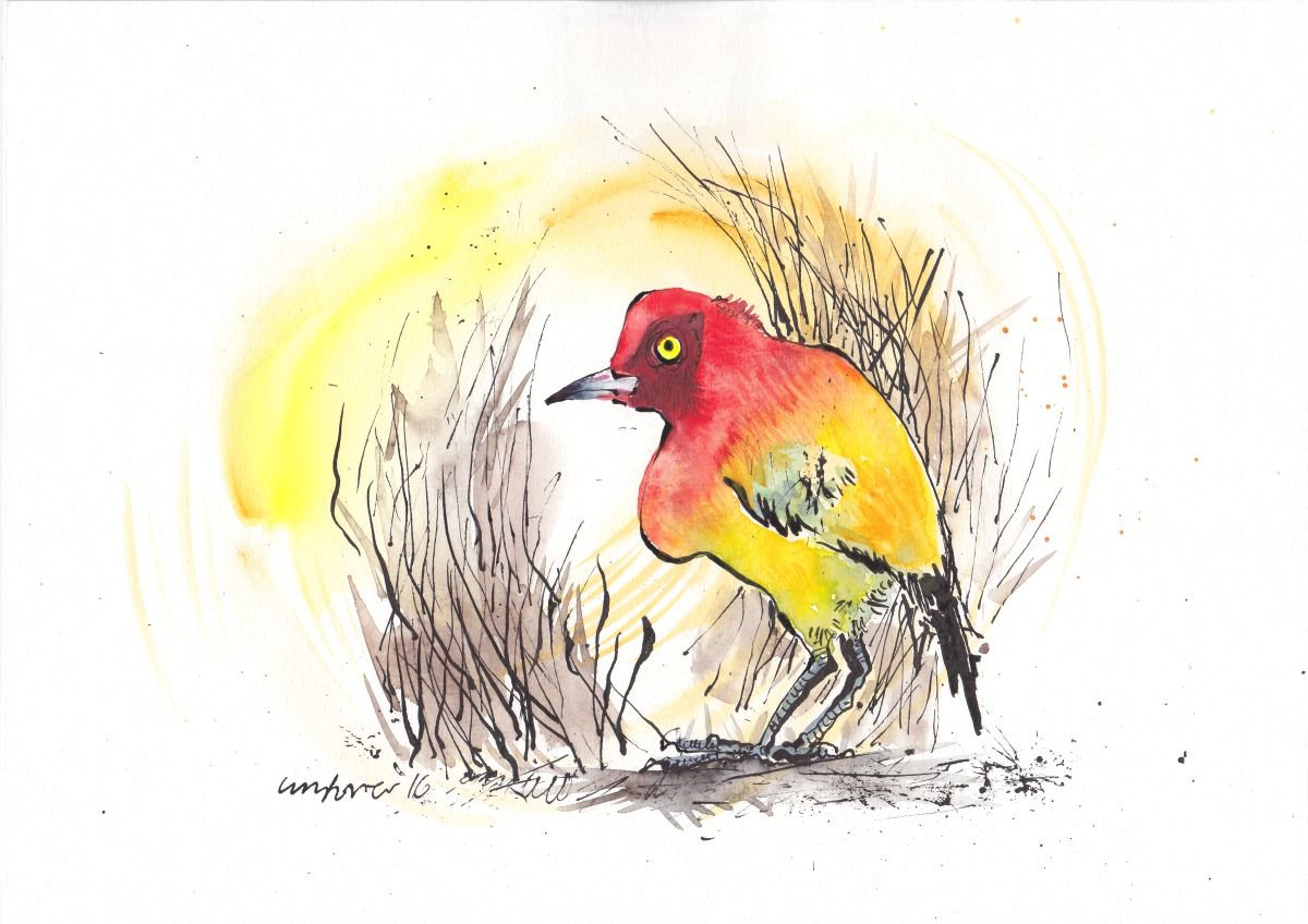 Flame Bower Bird - Daily Bird #33 by Luci Power