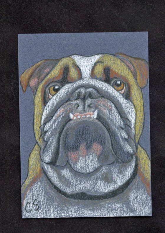 ACEO ATC Original Drawing English Bulldog Pet Dog Art-Carla Smale