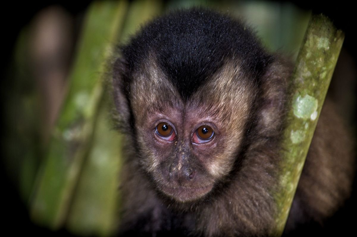 Photorealistic Animal Photograph By Marc Ehrenbold, 40 X 30", Rainforest Monkey, Original Artwork