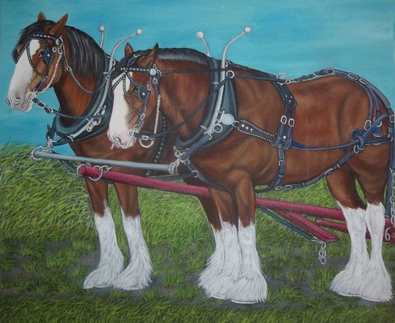 Clydesdale horses, Draft horses