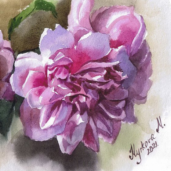 Watercolor pink peonies