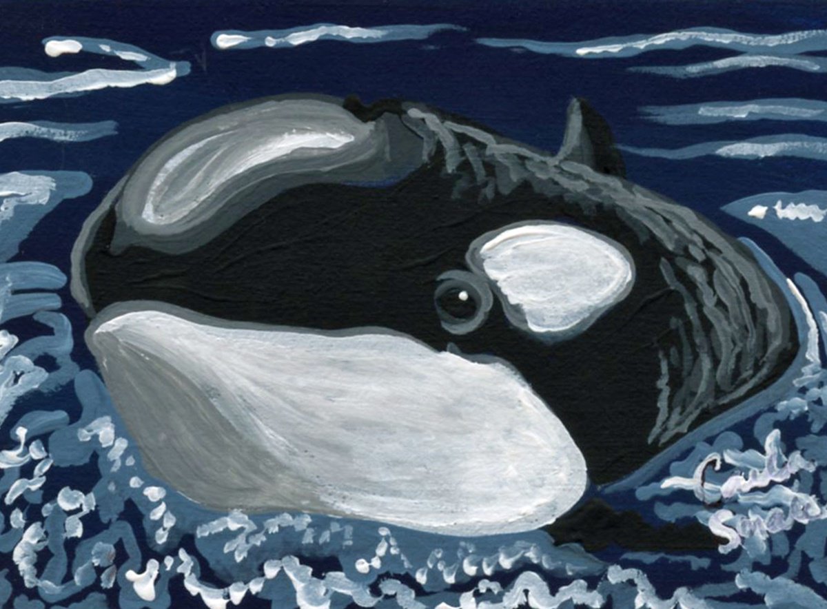 Orca Killer Whale by Carla Smale