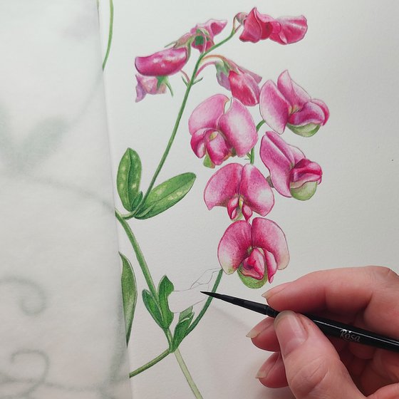 Pink Sweet Pea