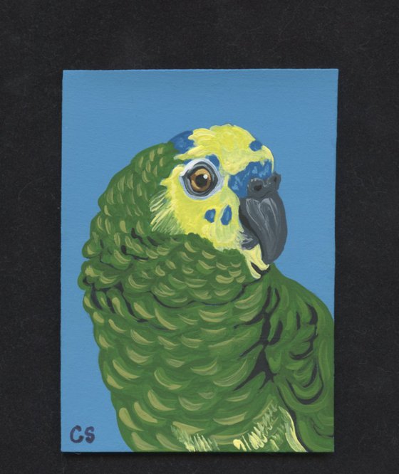 ACEO ATC Original Miniature Painting Blue Front Head Amazon Parrot Pet Bird Wildlife Art-Carla Smale