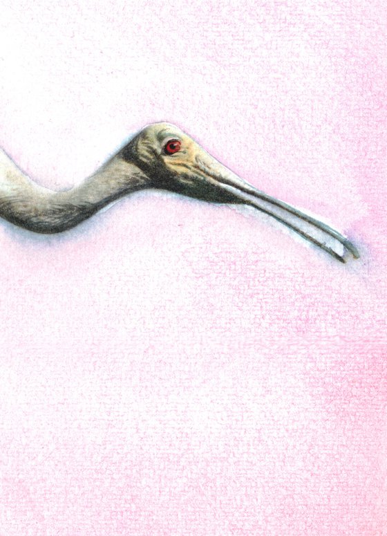 Roseate-Spoonbill - BIRD CXXXIV