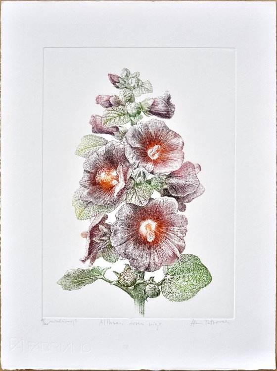 Hollyhock (Alcea rosea)