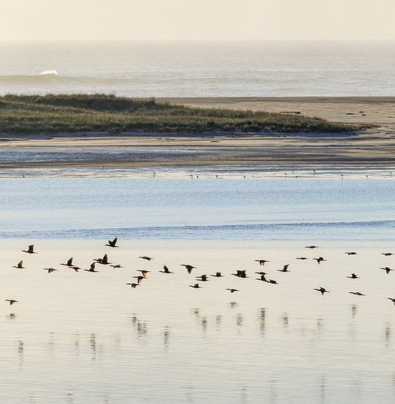 Cormorants, Monomoy - 40x20"
