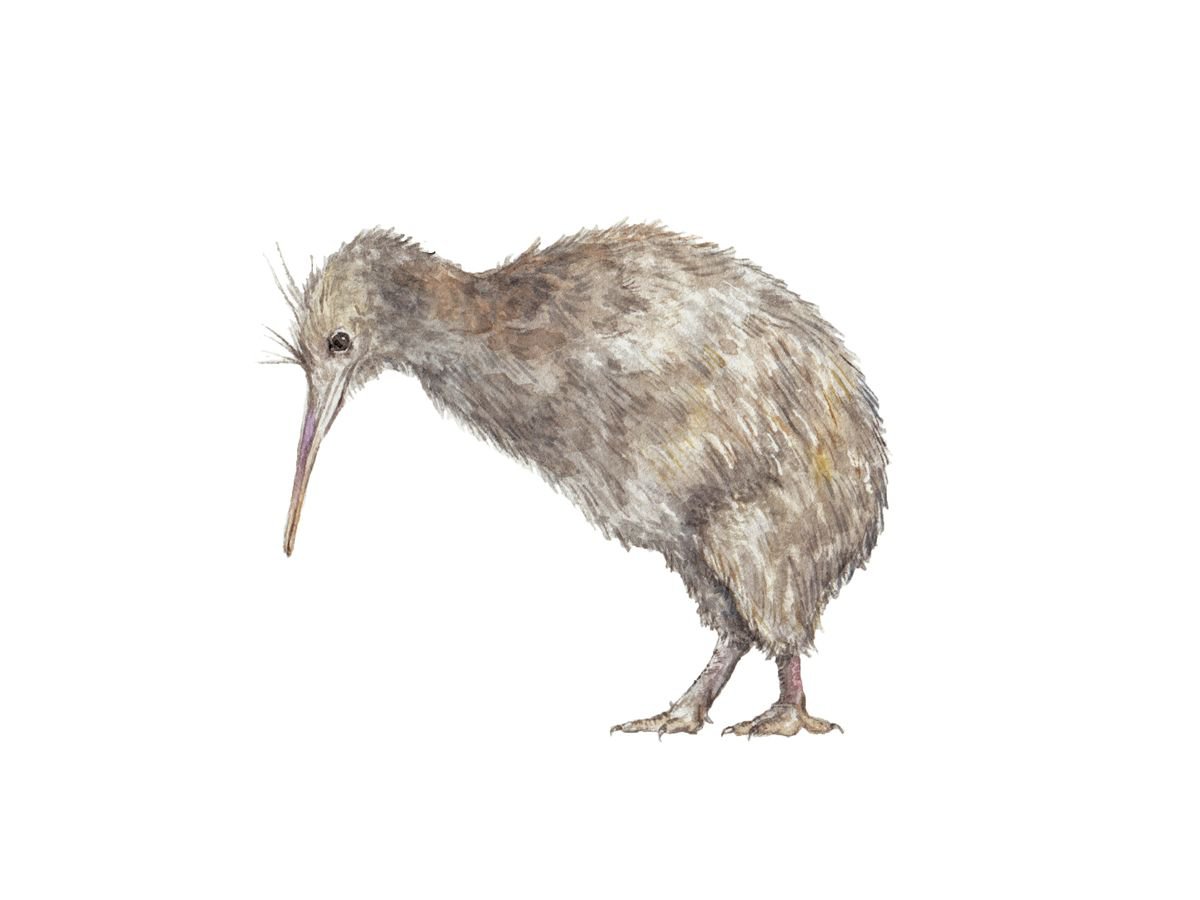 Kiwi Bird Original Watercolor by Lauren Rogoff