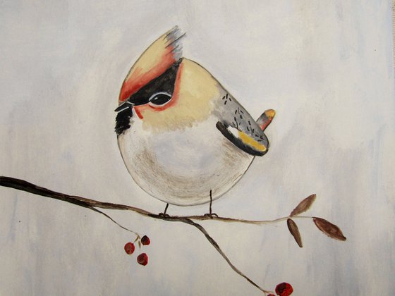 The bohemian waxwing bird