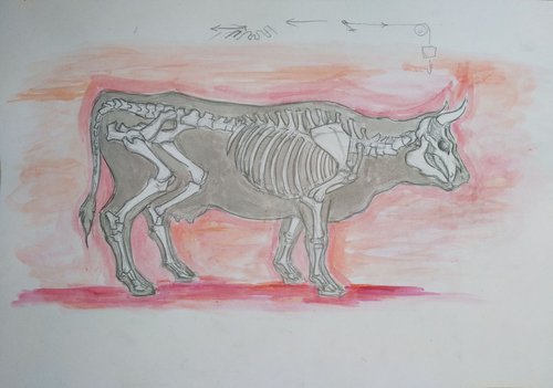 cow's sceleton by Sara Radosavljevic