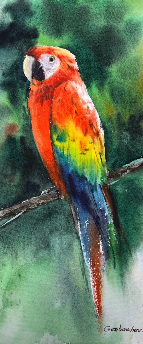 Ara parrot by Eugenia Gorbacheva