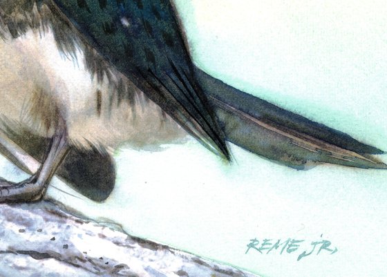 Cute Kingfisher - BIRD CXXIV