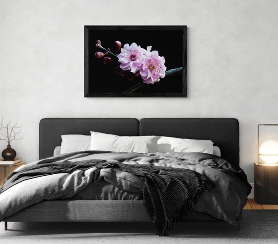 Plum Blossoms