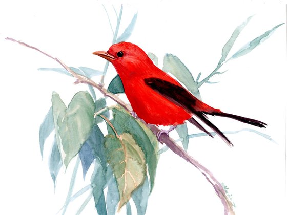 Summer Tanager